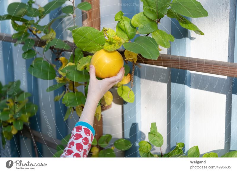 Child hand reaches for a yellow quince in the garden on the tree whose branches are attached to a trellis in front of a blue and white wooden facade