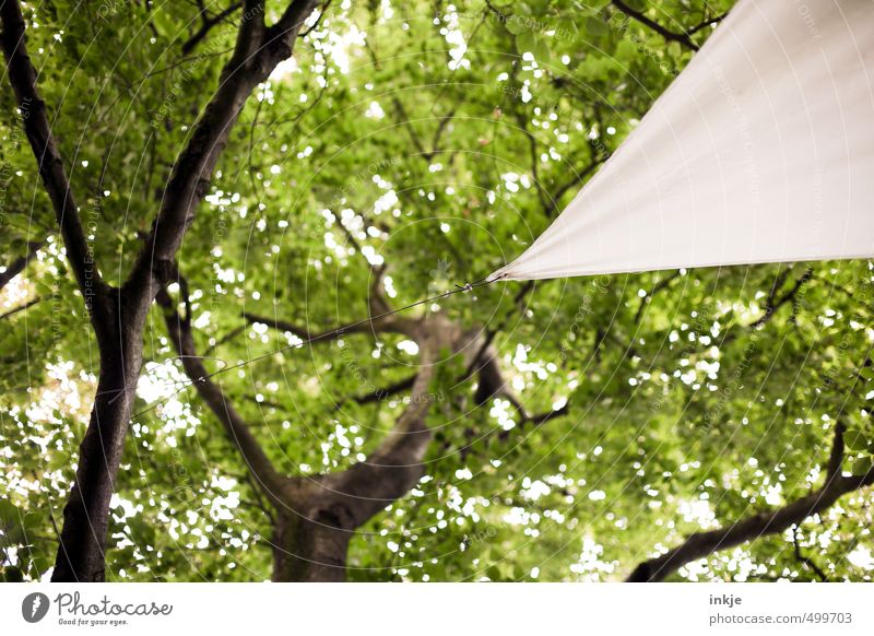 awning Environment Nature Summer Beautiful weather Tree Leaf Treetop Leaf canopy Garden Park Sun sail Rope Triangle To hold on Hang Sharp-edged Firm Green White