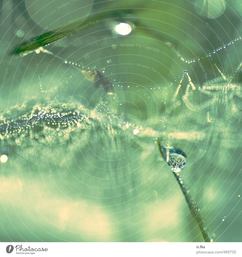 DAYDREAMING Nature Drops of water Autumn Grass Garden Meadow Glittering Hang Growth Fresh Small Wet Natural Blue Yellow Green Spider's web Colour photo