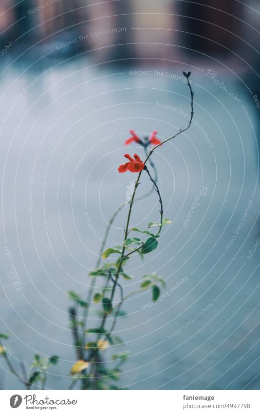 Feinheiten Blüte Blume Rot Pflanze blühen Natur Nahaufnahme wachsen grün natürlich Detail Sommer blume nahaufnahme detail sommer