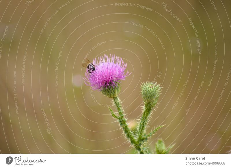 Closeup of bee pollinating spiny plumeless thistle flower with blurred background prickly beautiful honey insect grass collect medicine head wallpaper pink