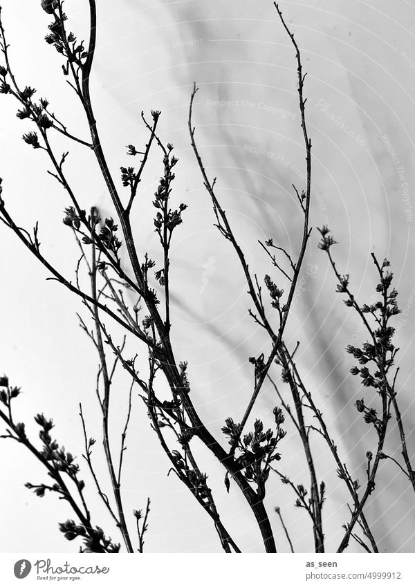 Grasses in autumn grasses Dry Autumn Black & white photo Nature Plant Environment Exterior shot Deserted Day Light naturally Detail Close-up twigs branches