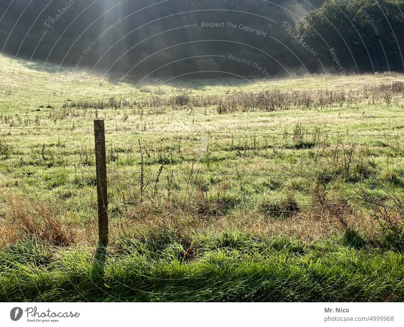 pasture Willow tree Meadow agriculturally Grass Rural Pasture fence Nature Environment Green Fence Country life Green space Grassland Boundary electric fence