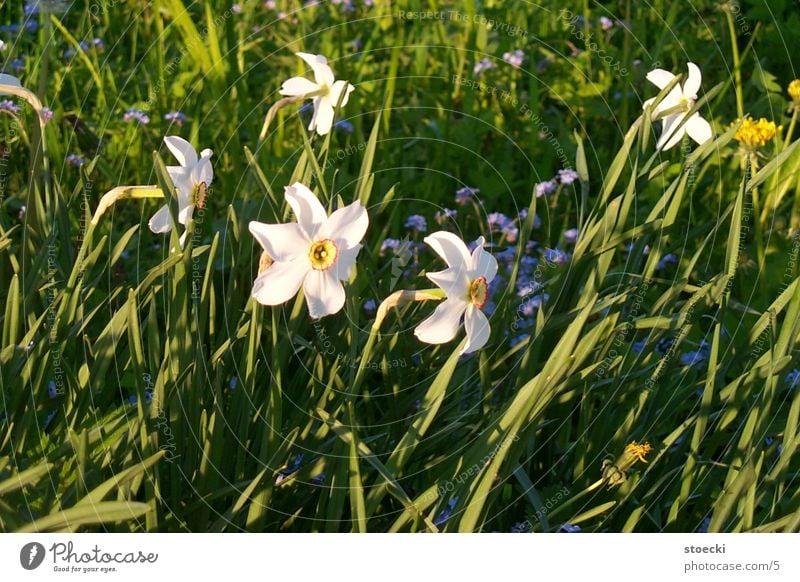 daffodils ? Wild daffodil Plant small uterus village Nature
