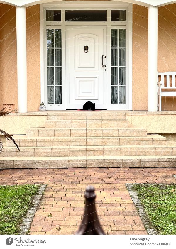 black cat on the stairs... Stairs Cat Colour photo House (Residential Structure) 1 Exterior shot Wall (building) Building Wall (barrier) door Architecture