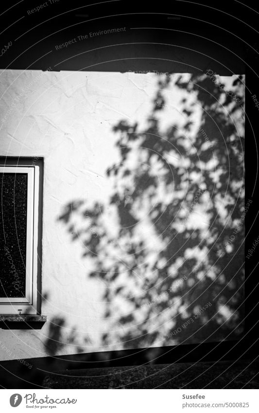 Shadow of a tree on a house wall with a window in black and white Tree on the outside Architecture Facade Deserted Window Sun Light black-and-white minimal