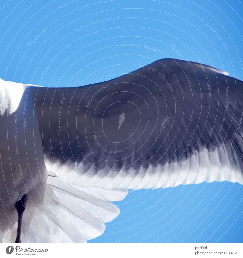 dove Pigeon Bird Grand piano Sky Dove of peace Flying Peace White Animal Freedom Feather Blue