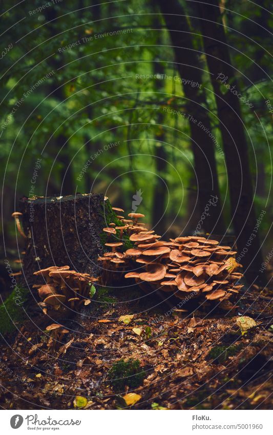 many mushrooms on old tree stump Autumn Nature Exterior shot Colour photo Mushroom Forest Brown Close-up Day Moss Shallow depth of field Plant Green Environment