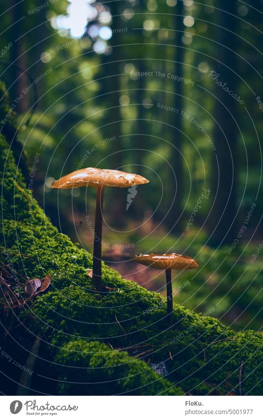 Mushroom duo on mossy tree stump Autumn Nature Exterior shot Colour photo Forest Brown Close-up Day Moss Shallow depth of field Plant Green Environment