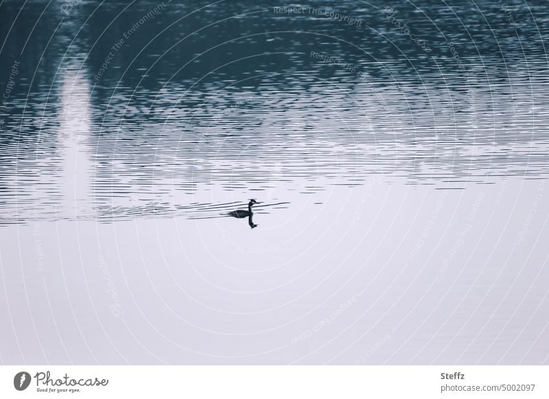 a grebe in the lake Crested grebe waterfowl Lake Loneliness Silhouette Lonely on one's own silent tranquillity Calm Comforting Water soothing water quieten