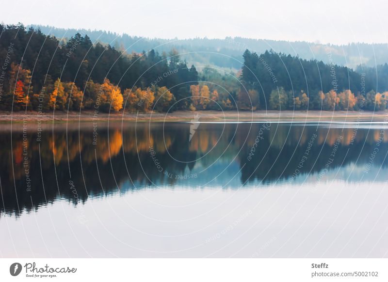 Autumn on the lake shore autumn fog Lakeside Automn wood Dreamily autumn colours bank autumn lake reflection Autumnal colours Water reflection Calm Idyll