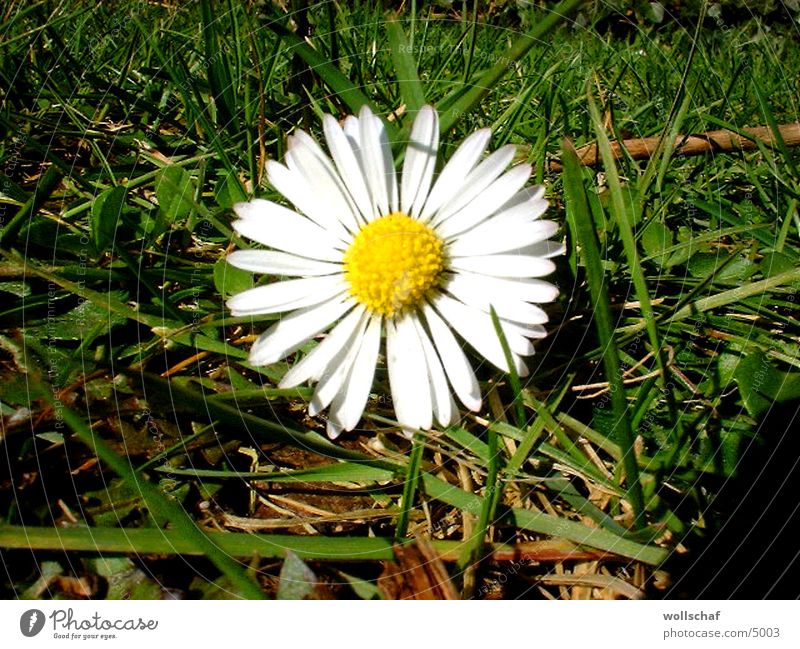 daisies Daisy Flower Meadow Spring Plant