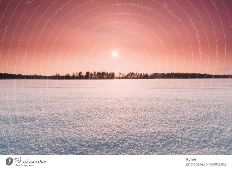 Natural Sunset Sunrise Over Field Or Meadow. Pink Color Sky Over Winter Snowy Ground. Landscape Under Scenic Sky At Sunset Dawn Sunrise. Skyline, Horizon