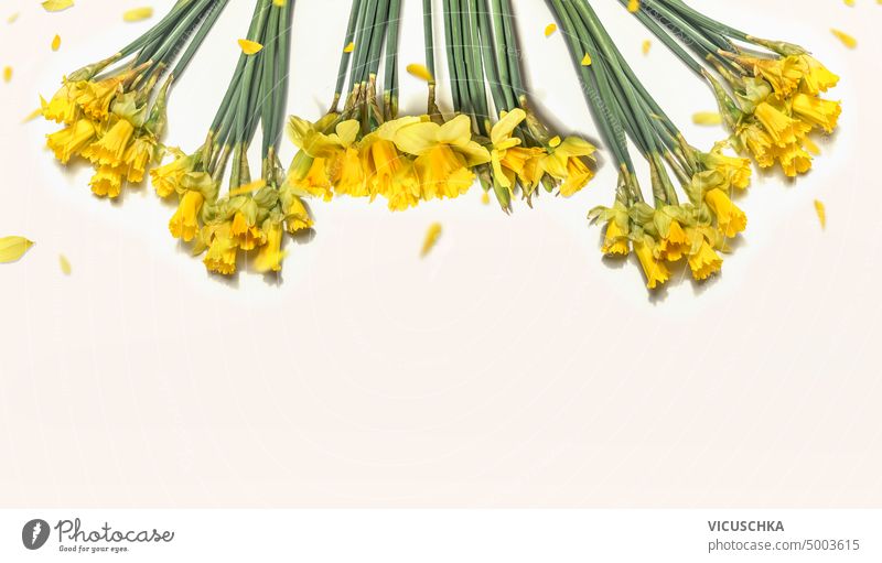 Yellow daffodils flowers with petals on white background, top view, border yellow bunch bouquet bright springtime nature floral natural narcissus