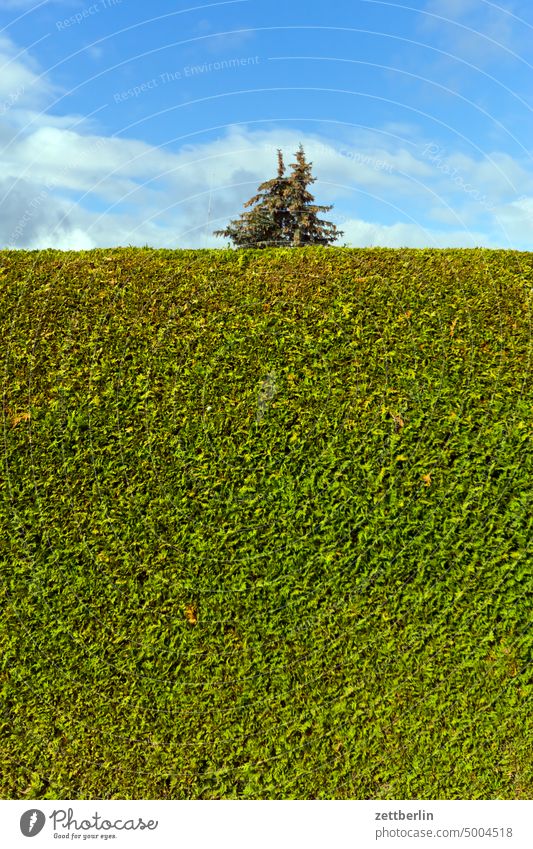 Hedge with conifer Branch Tree Relaxation holidays Garden Sky allotment Garden allotments Deserted neighbourhood Nature Plant tranquillity Holiday season