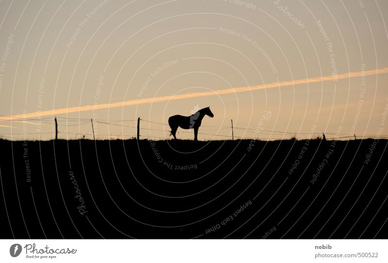 lonely horse Ride Equestrian sports Pasture Landscape Cloudless sky Sunrise Sunset Field Animal Pet Farm animal Horse 1 Stand Wait Brown Yellow Black Moody