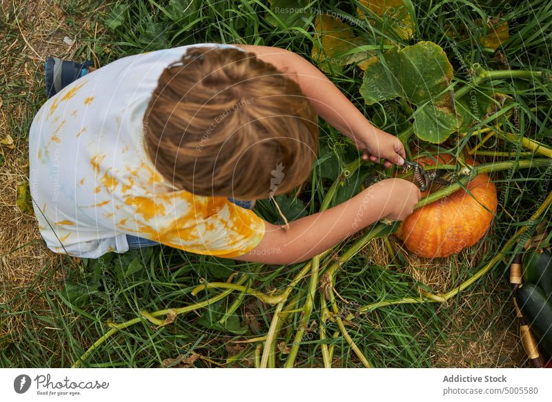 Boy picking vegetables in summer garden child farm collect harvest pumpkin ripe boy agriculture season countryside organic rural kid fresh focus childhood