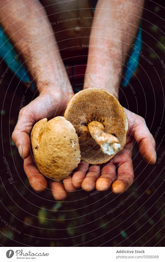 Closeup of a hand holding some mushrooms in the forest autumn boletus food nature natural white season brown seasonal organic background close-up closeup raw