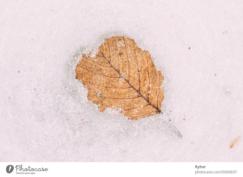 Dry Yellow Leaf Lie On Melting Spring March Snow. beautiful close closeup detail flat view flora leaf melt melting snow nature season spring sunrise sunset