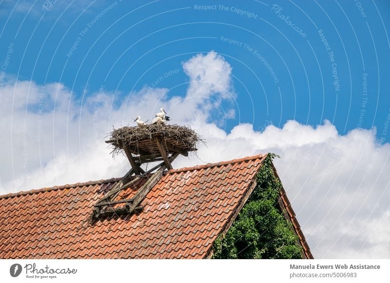 A family of storks in a stork nest on the red tiled roof of a house Stork stork family Stork's Nest White Stork Roof Tiled roof Clouds Blue sky incubate