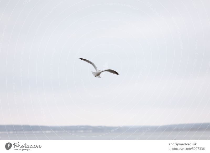 Bird Flying SEAGULL Isolated Sky Symbol of Freedom Concept. white seagull in the sky bird freedom symbol isolated flying concept air flight feather wing high