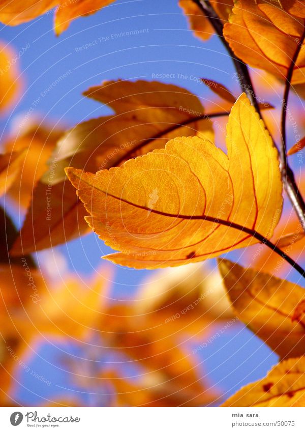 autumn leaves Leaf Multicoloured Autumn Rachis Tree Exterior shot Blur Orange Sky Blue Branch