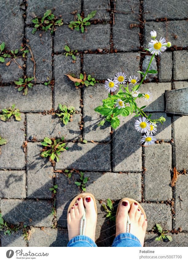 Barefoot in Latschen I stand on a paved footpath and admire once again the strength of nature and the sweet flowers right in front of me. Hach beautiful! feet