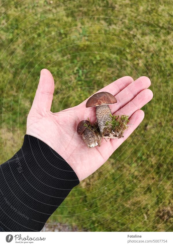 Proudly she holds the first 2 mushrooms that she found this year. I know. a big meal will not, but with onions and egg extended wirds a tasty Präpelchen.