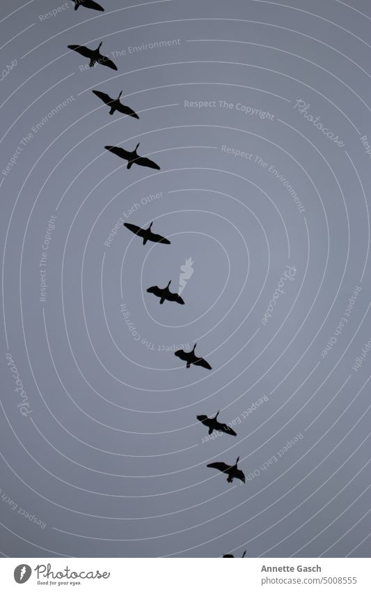 9 birds in a dead straight diagonal line Flying Animal Freedom Nature Bird Formation flying Group of animals Wild animal Flock of birds Migratory bird