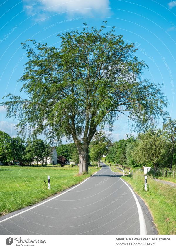 Beautiful tree on a narrow country road Country road Village sparsely populated Tree Street Blue sky good weather idyllically Idyll Summer Lawn Transport