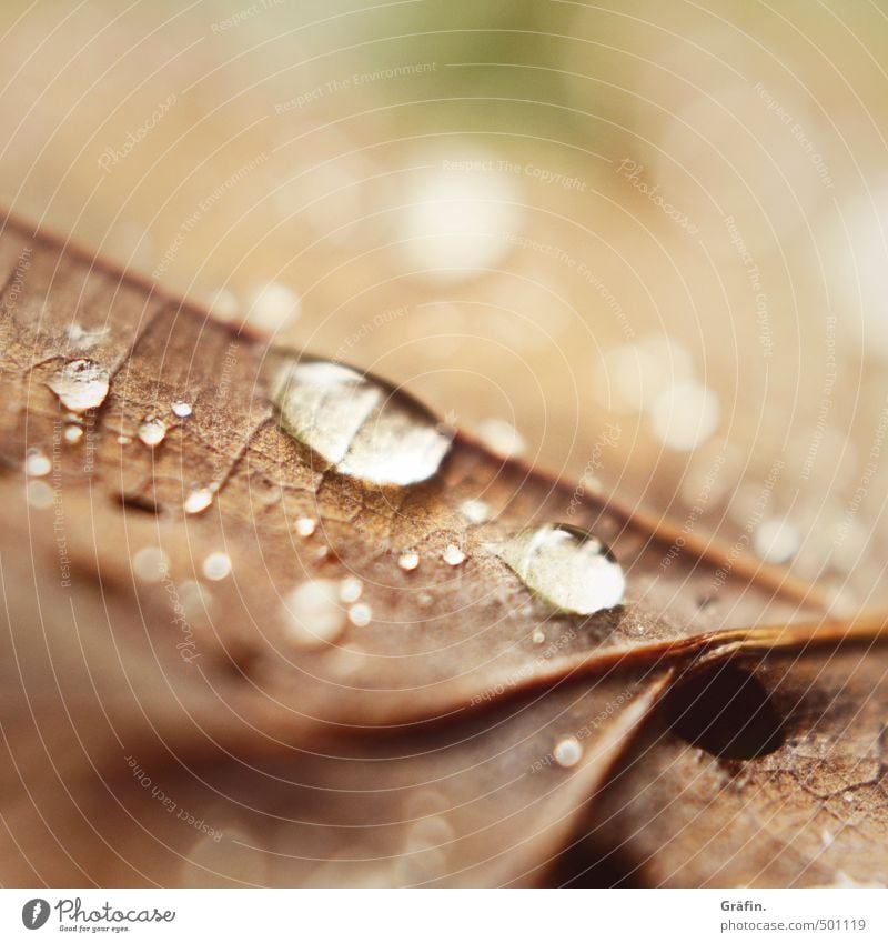 Autumn II Environment Nature Plant Drops of water Rain Leaf Forest Glittering To dry up Brown Environmental protection Transience Growth Change Colour photo