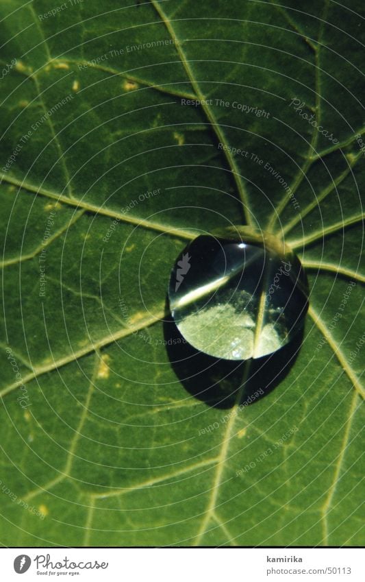 Waterdrop Round Mirror Vessel Leaf Green Plant Sphere Drops of water Reflection Lotus Hydrophobic