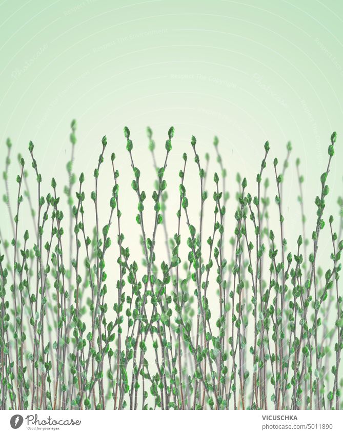 Springtime nature background with green pussy willow branches with furry catkins spring buds springtime design flora garden plant march pussy-willow many bunch
