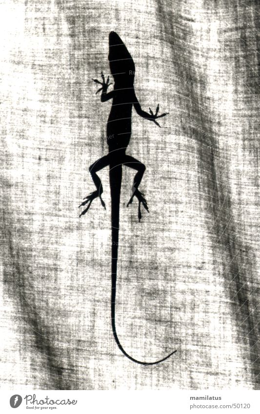 anolis Anolis Reptiles Saurians Iguana Animal Cloth Curtain red-throated aoli Shadow Silhouette