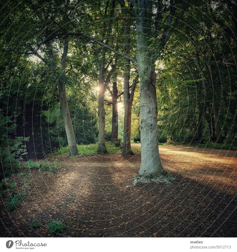 wild zoo Berlin zoo Park Bright spot Book trees Sun Deserted Autumn Exterior shot off