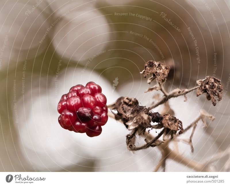 Only a few days left Nature Plant Autumn Beautiful weather Wild plant Blackberry Berries Sphere Authentic Exotic Uniqueness Small Round Dry Brown Red White