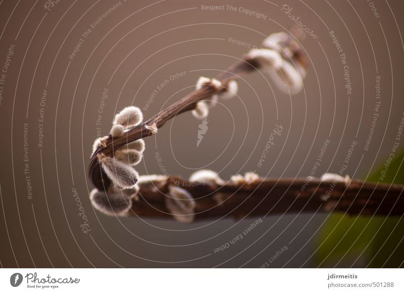 willow catkin Nature Plant Tree Bushes Blossom Catkin Twig Natural Brown Colour photo Exterior shot Detail Macro (Extreme close-up) Deserted Day