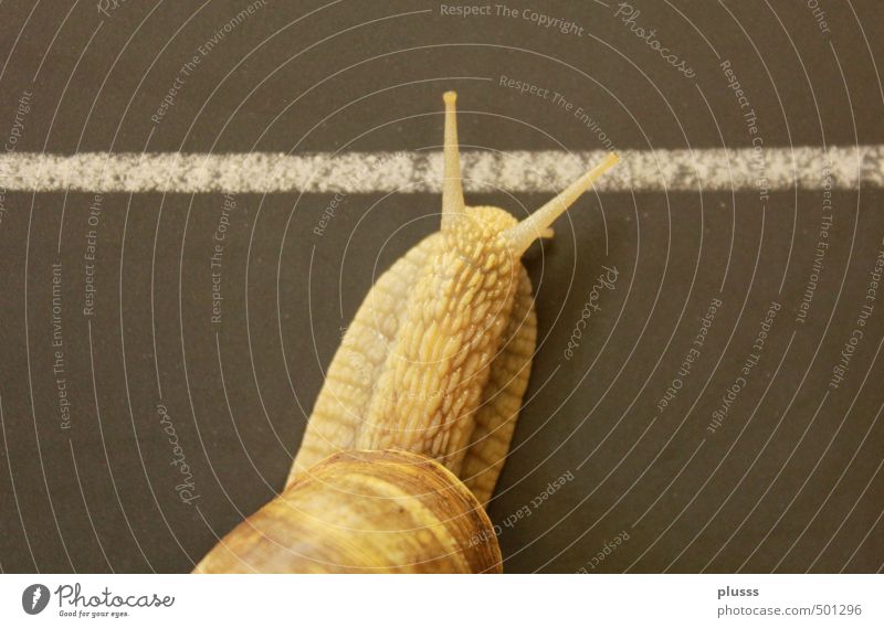 Just two more steps ... Animal Snail 1 Going Happy Anticipation Optimism Willpower "Target finish line chalk line Chalk blackboard School I individual tempo