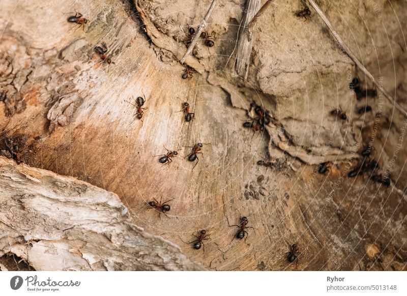 Red Forest Ants (Formica Rufa) On A Fallen Old Tree Trunk. Ants Moving In Anthill brown bug fire ant forest formica arthropod wild insect nature community lots