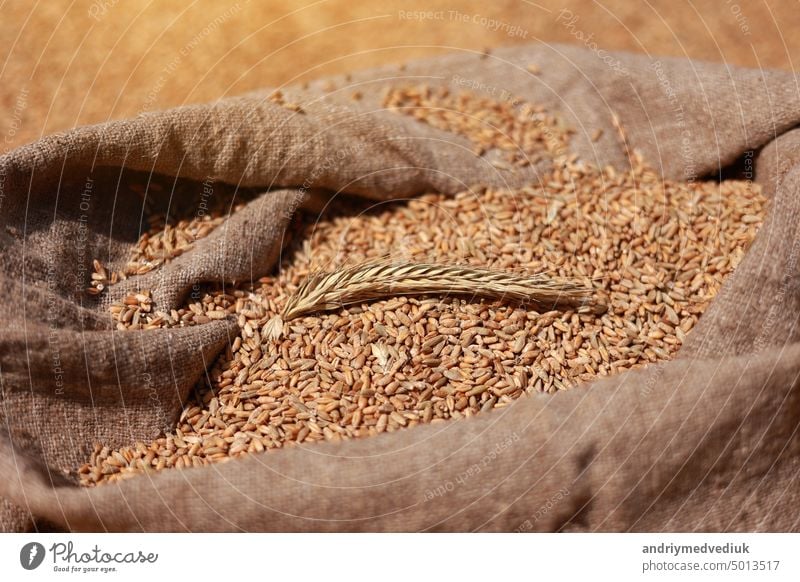 close up of natural golden wheat spike and whole grains in jute sack of wheat grains background. Harvesting cereals. Ingredient for making bread. agriculture, farming, prosperity, harvest. copy space