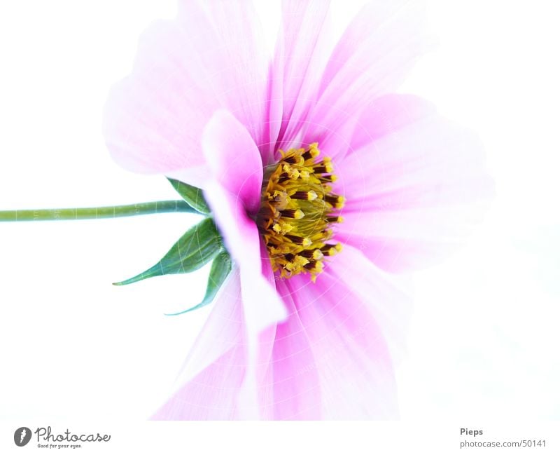 Single pink cosmea flower against white background Interior shot Macro (Extreme close-up) Neutral Background Nature Plant Flower Blossom Blossoming Pink Life