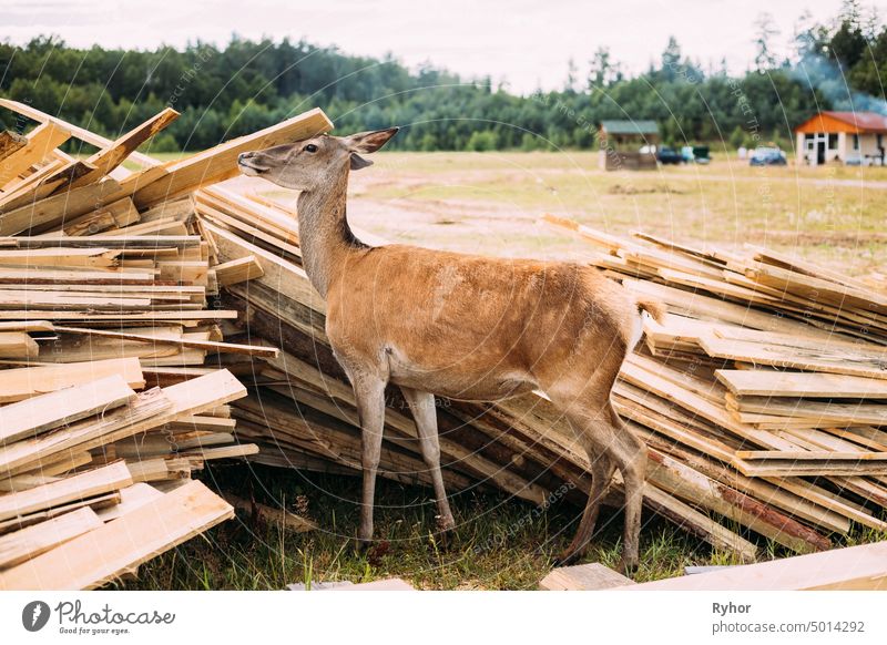 View Of European Roe Deer Near Boards park wildlife fauna animal beautiful western roe deer europe board Capreolus nature female young brown outdoor summer