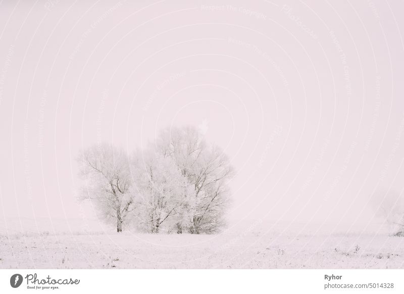 Snow-covered Field In Winter Frosty Day. Fluffy Trees In Snow. Minimalism In Winter Landscape field snow plant landscape wood beautiful meadow cold sky white