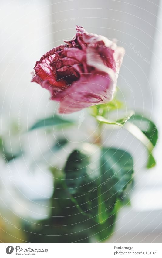 Vergänglichkeit Hibiskus Blüte Pflanze Blume Tiefenunschärfe