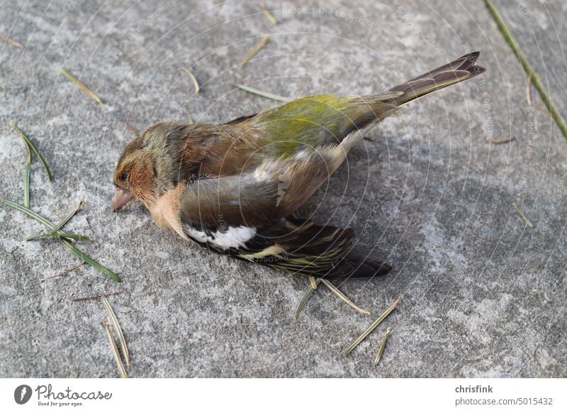 Dead bird lies on ground dead Death Bird birds Grand piano feathers Flying Nature Animal pest Poison