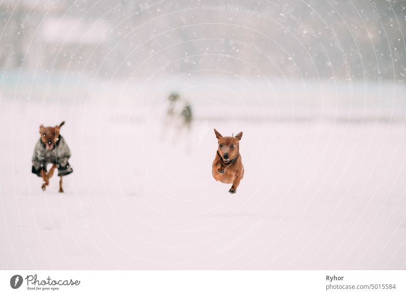 Miniature Pinscher Pinchers Min Pin Playing And Running Together Outdoor In Snow, Winter Season. Playful Pets Outdoors. pincher white nature cold jump