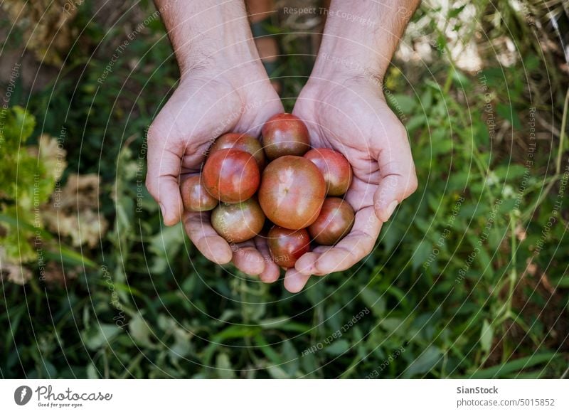 Man holding fresh tomatoes, from biological agriculture. harvesting vegetable farmer plant hands organic top above vegetarian gardening healthy ripe red