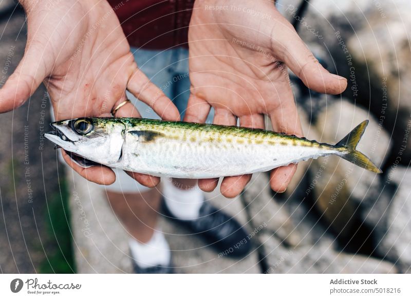 mackerels Fish Nutrition - a Royalty Free Stock Photo from Photocase