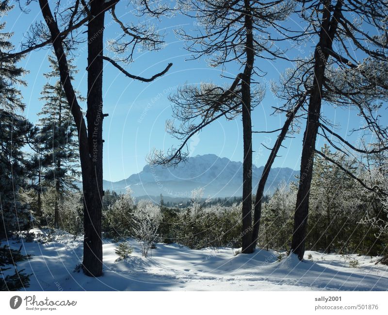 winter Nature Landscape Cloudless sky Winter Beautiful weather Ice Frost Snow Tree Forest Alps Mountain Karwendelgebirge Snowcapped peak Far-off places Calm