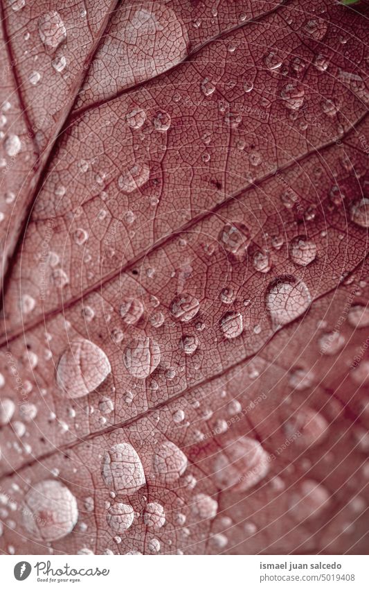 drops on the red maple leaf in autumn season red leaf lines veins leaf veins nature natural backgrounds red background raindrops rainy days water wet texture